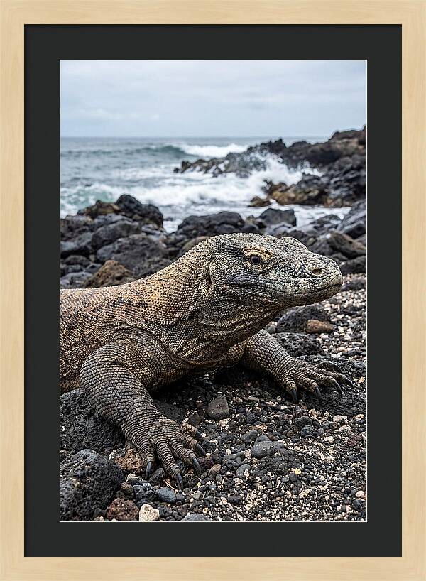Komodo Dragon On The Beach