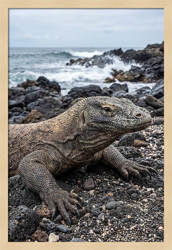 Komodo Dragon On The Beach