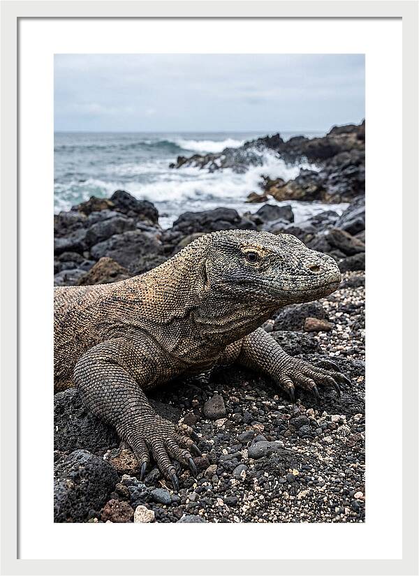 Komodo Dragon On The Beach