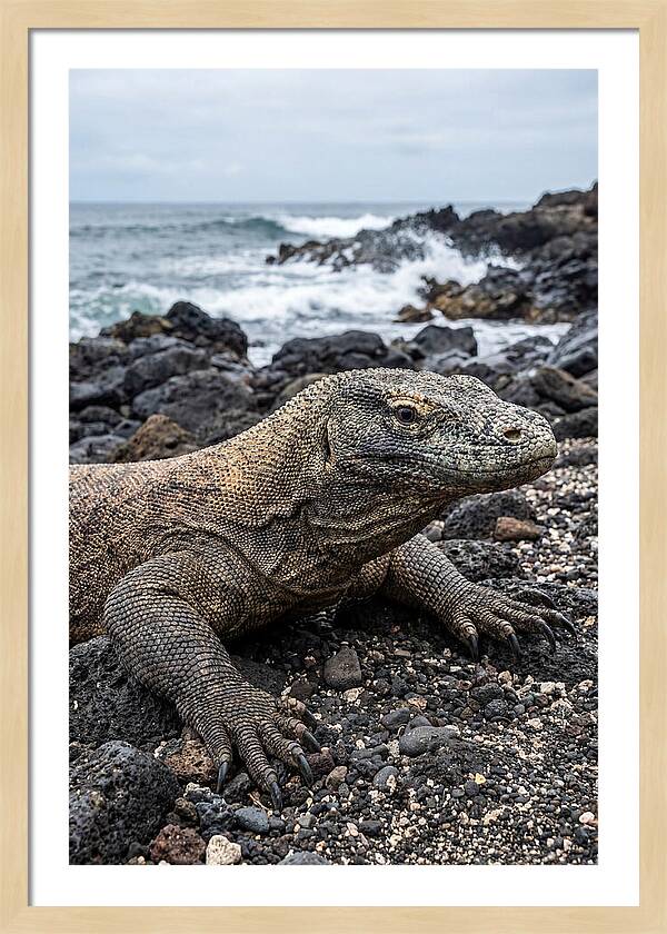 Komodo Dragon On The Beach