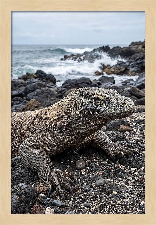 Komodo Dragon On The Beach