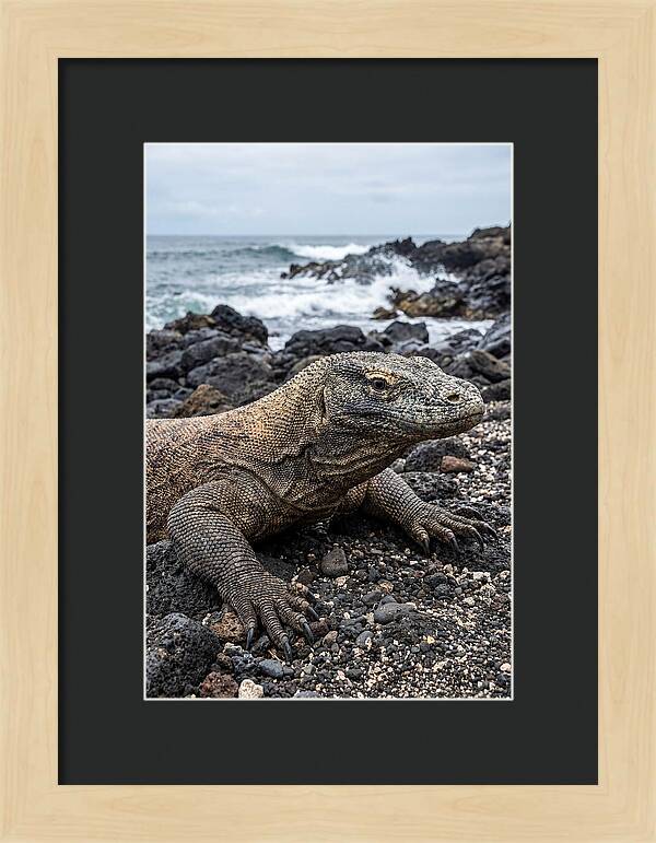 Komodo Dragon On The Beach