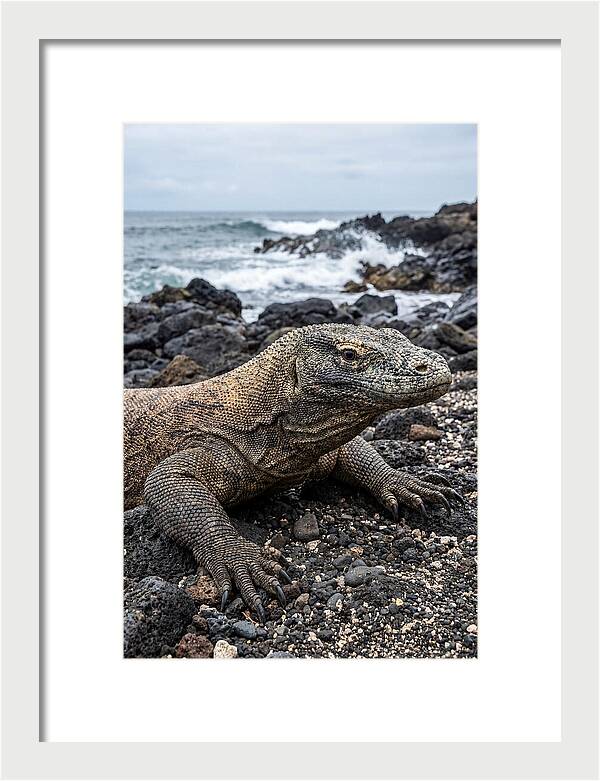 Komodo Dragon On The Beach