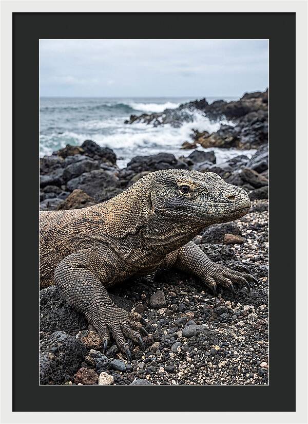 Komodo Dragon On The Beach