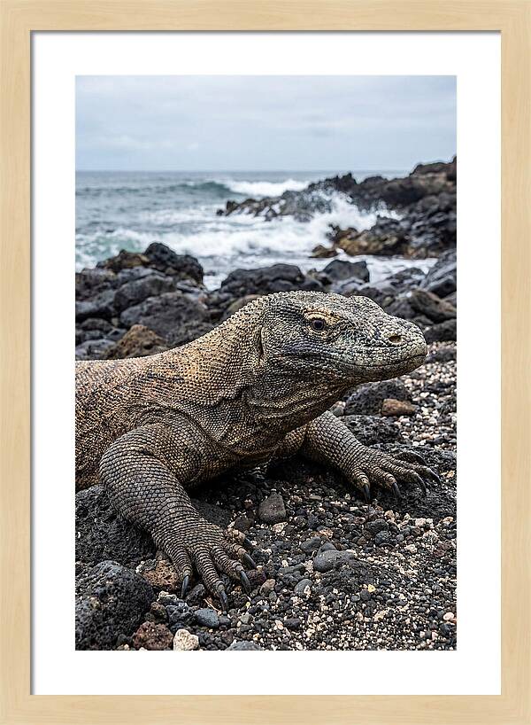 Komodo Dragon On The Beach