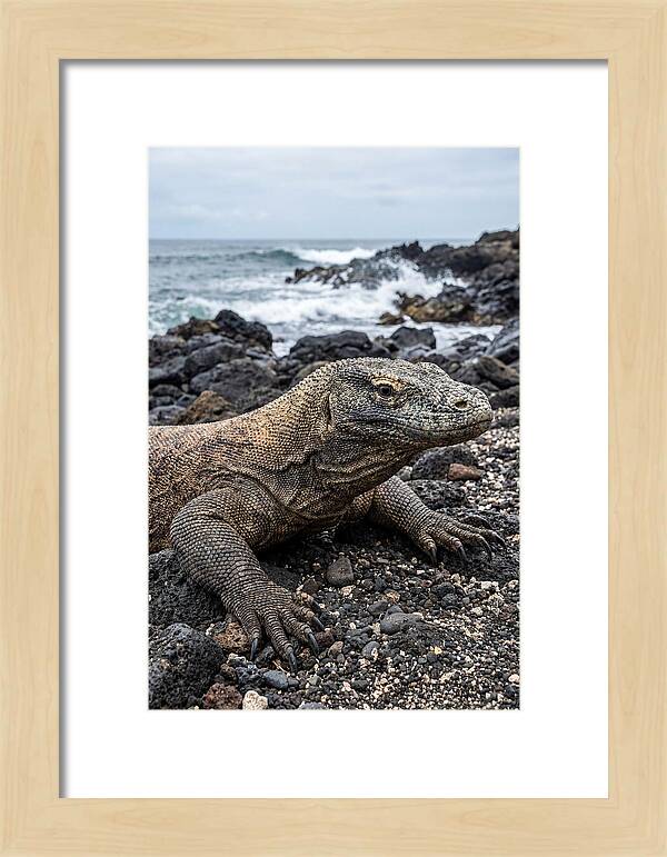Komodo Dragon On The Beach
