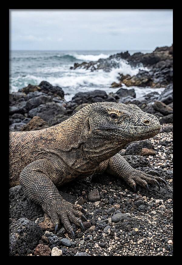 Komodo Dragon On The Beach