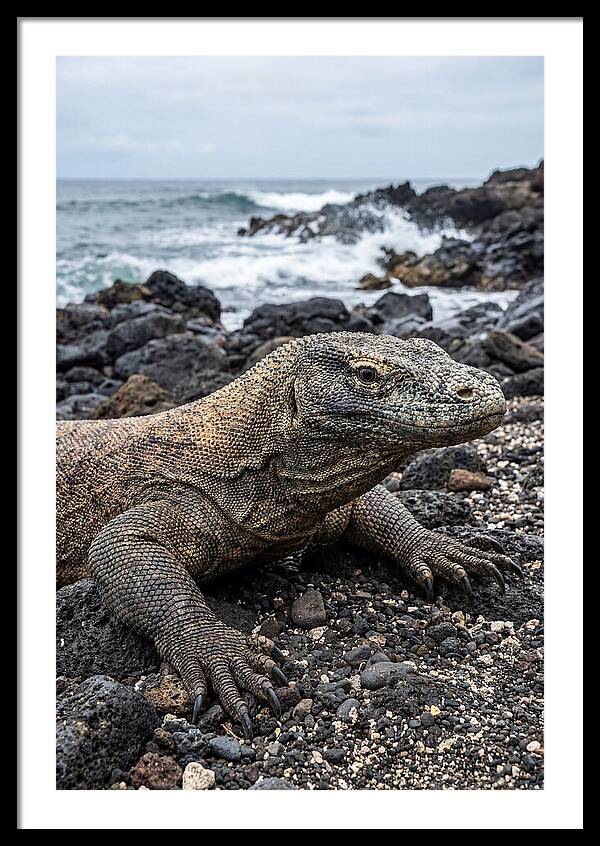 Komodo Dragon On The Beach