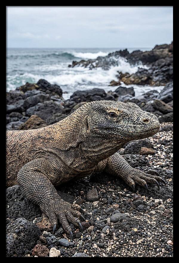 Komodo Dragon On The Beach