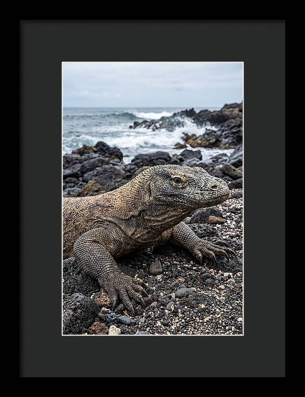 Komodo Dragon On The Beach
