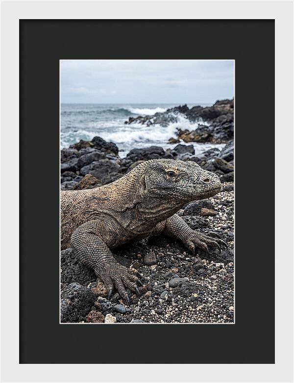 Komodo Dragon On The Beach