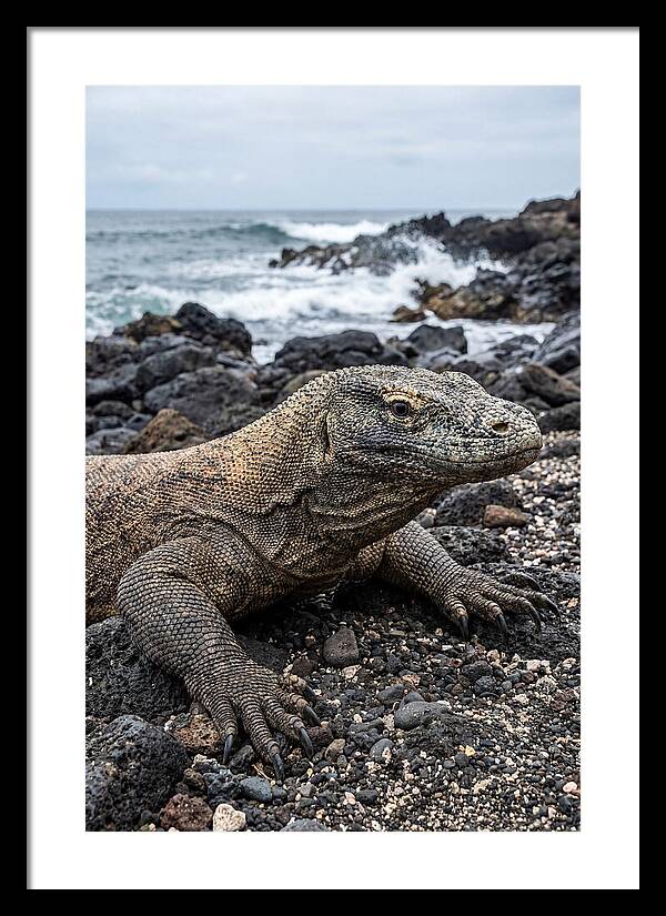 Komodo Dragon On The Beach