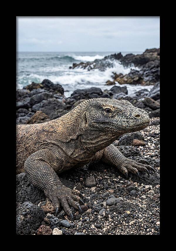 Komodo Dragon On The Beach