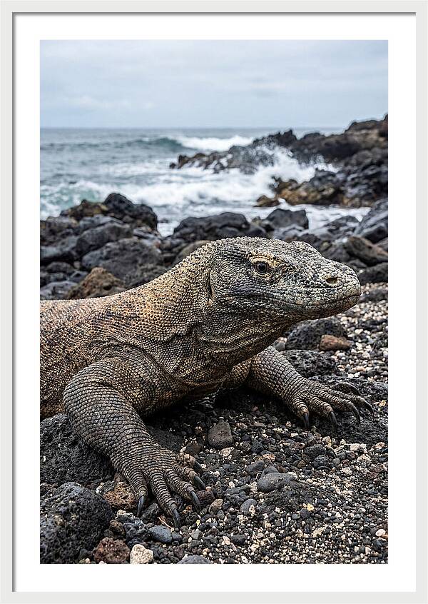 Komodo Dragon On The Beach