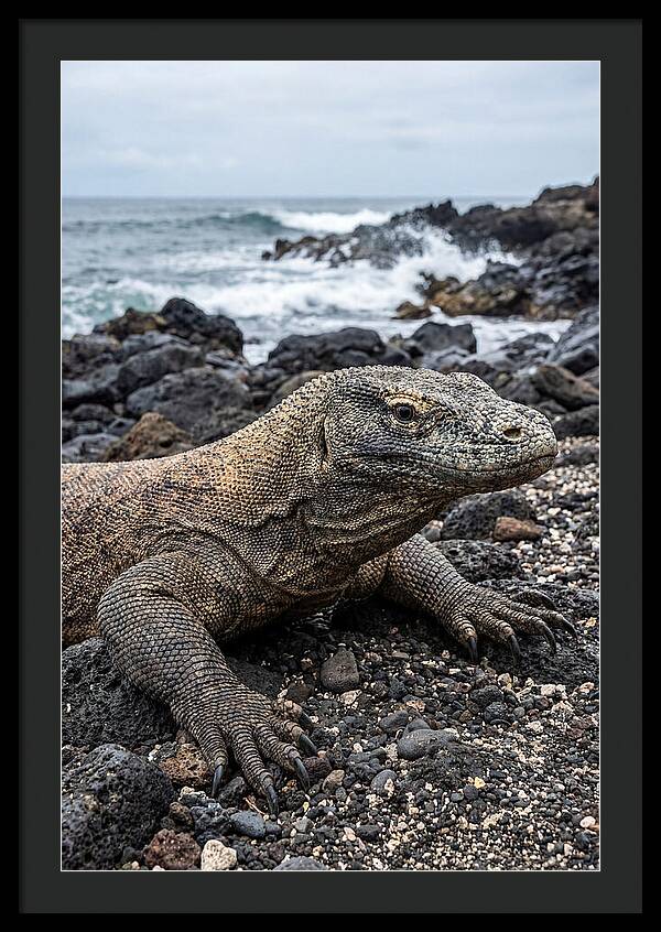 Komodo Dragon On The Beach