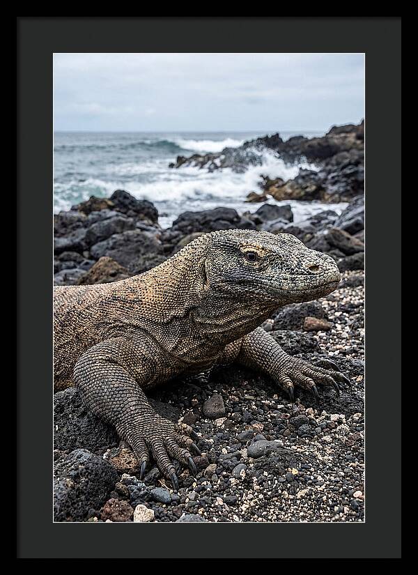 Komodo Dragon On The Beach