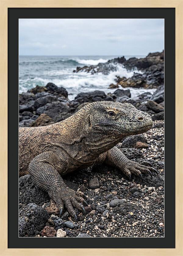 Komodo Dragon On The Beach