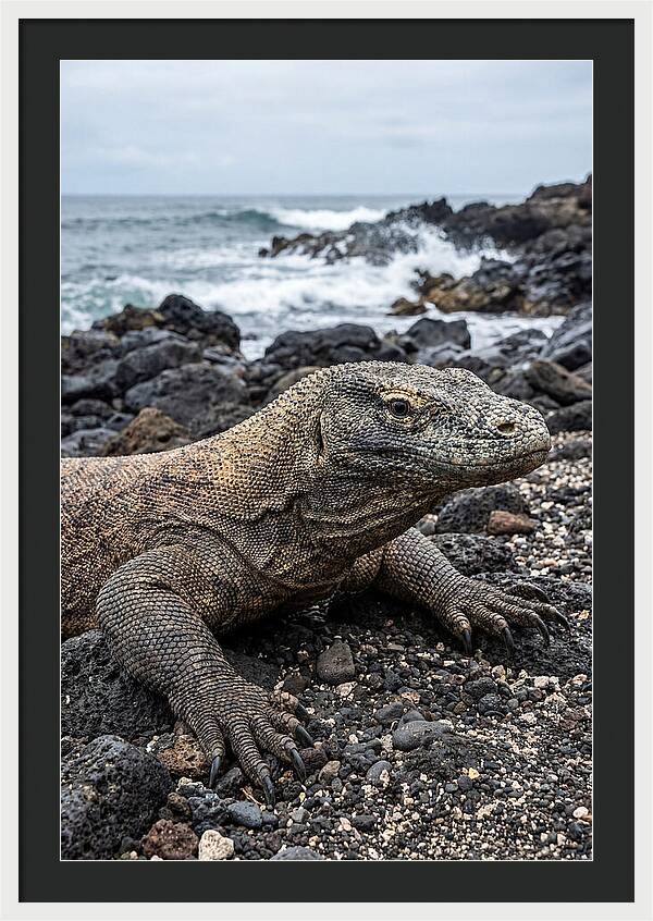 Komodo Dragon On The Beach