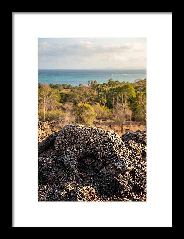 Komodo Dragon Relaxing In Nature