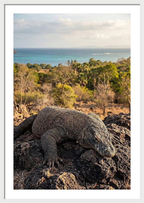 Komodo Dragon Relaxing In Nature