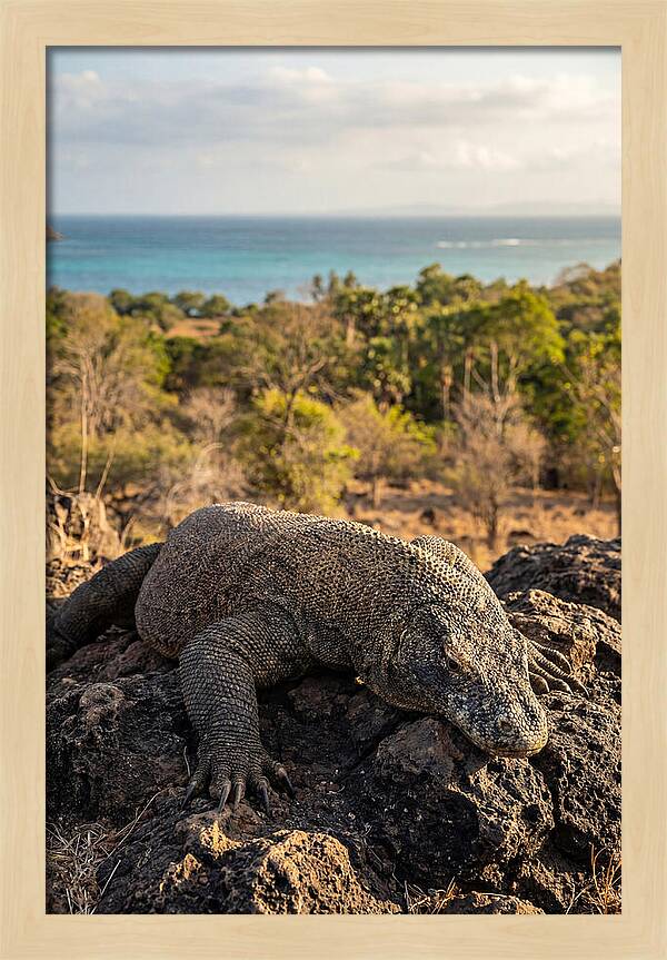 Komodo Dragon Relaxing In Nature