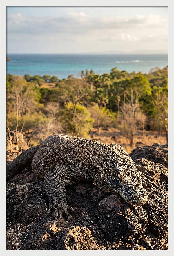 Komodo Dragon Relaxing In Nature