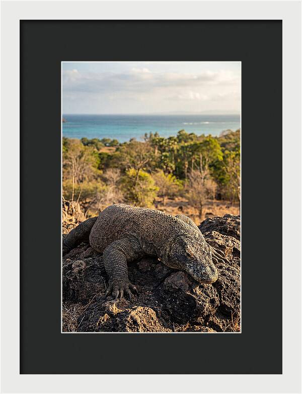 Komodo Dragon Relaxing In Nature