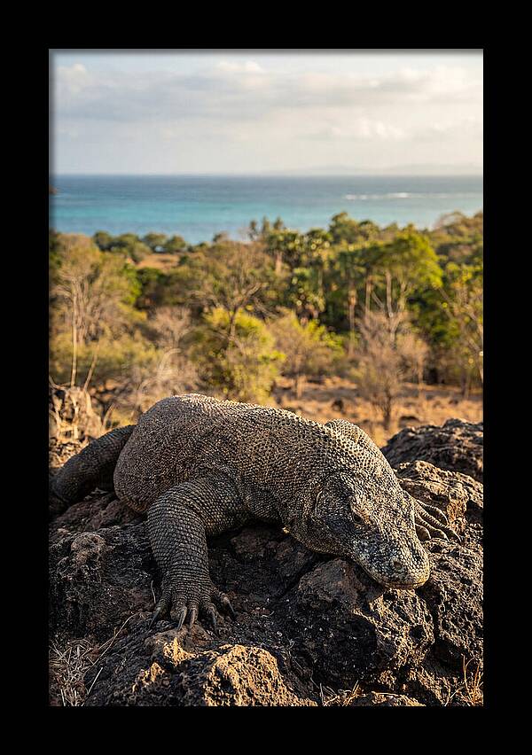Komodo Dragon Relaxing In Nature