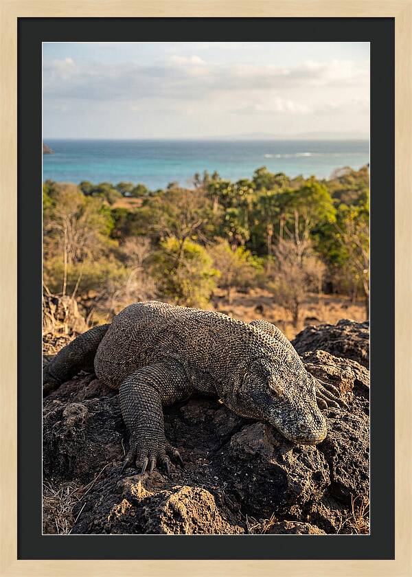Komodo Dragon Relaxing In Nature