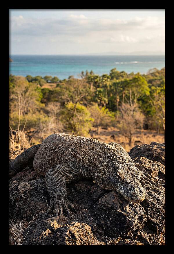 Komodo Dragon Relaxing In Nature