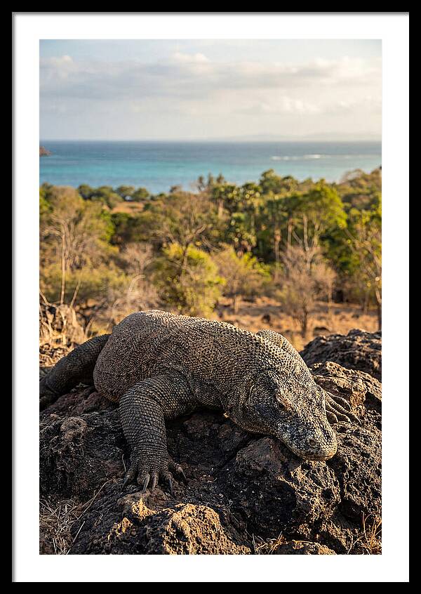 Komodo Dragon Relaxing In Nature