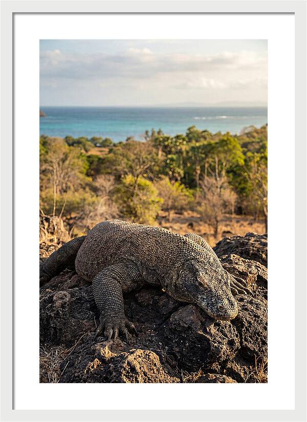 Komodo Dragon Relaxing In Nature