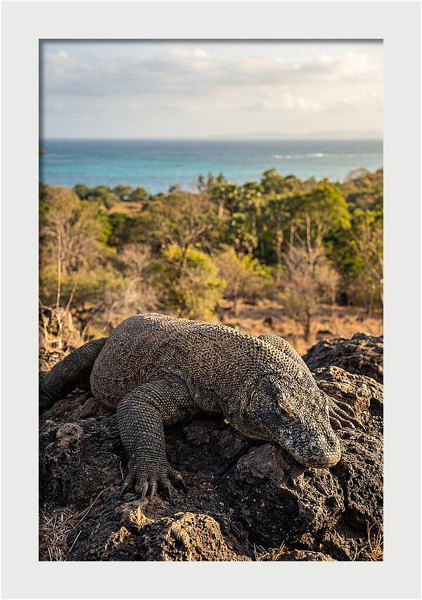 Komodo Dragon Relaxing In Nature