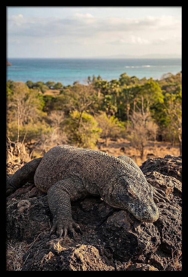 Komodo Dragon Relaxing In Nature