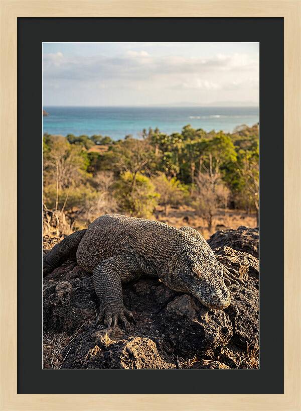 Komodo Dragon Relaxing In Nature