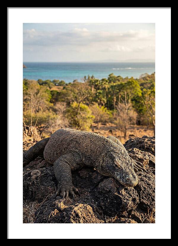 Komodo Dragon Relaxing In Nature