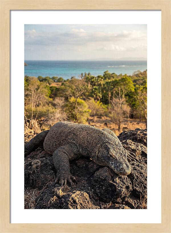 Komodo Dragon Relaxing In Nature