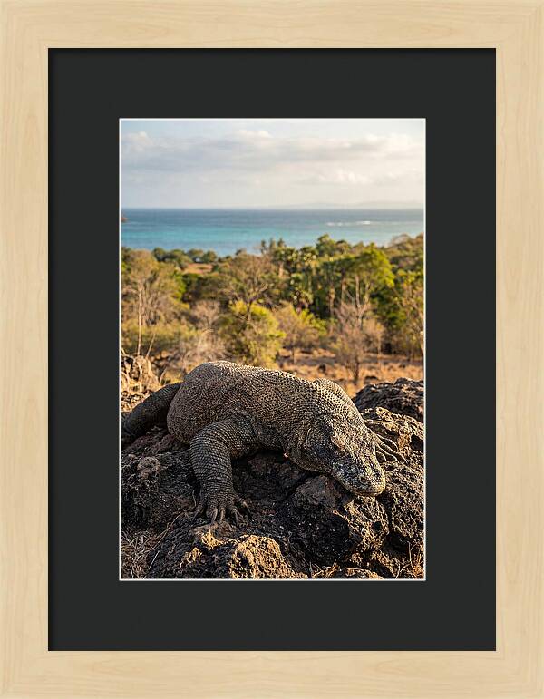 Komodo Dragon Relaxing In Nature