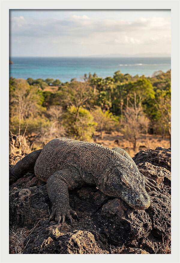 Komodo Dragon Relaxing In Nature