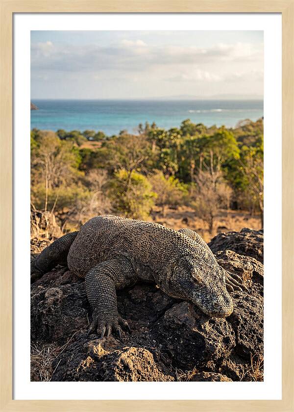 Komodo Dragon Relaxing In Nature