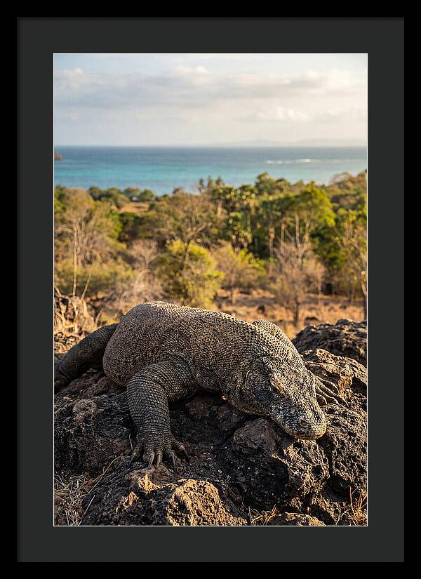 Komodo Dragon Relaxing In Nature