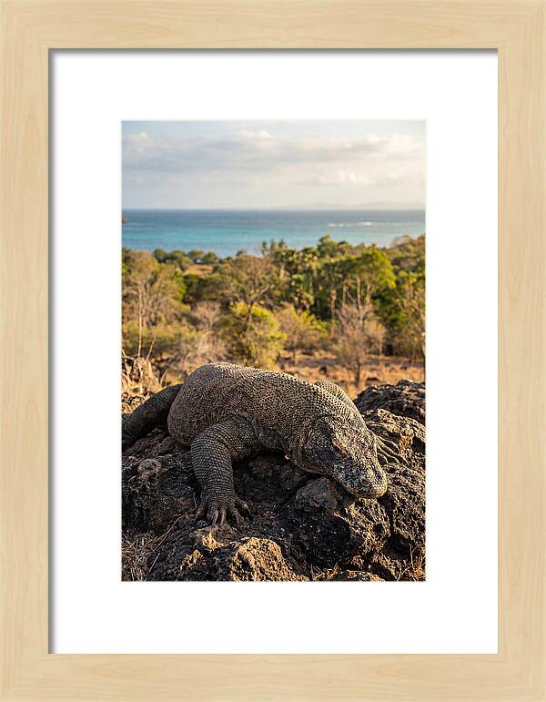 Komodo Dragon Relaxing In Nature