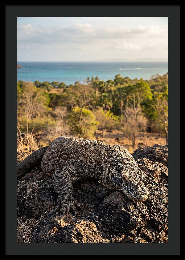 Komodo Dragon Relaxing In Nature