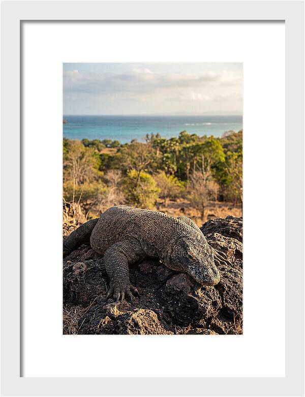 Komodo Dragon Relaxing In Nature