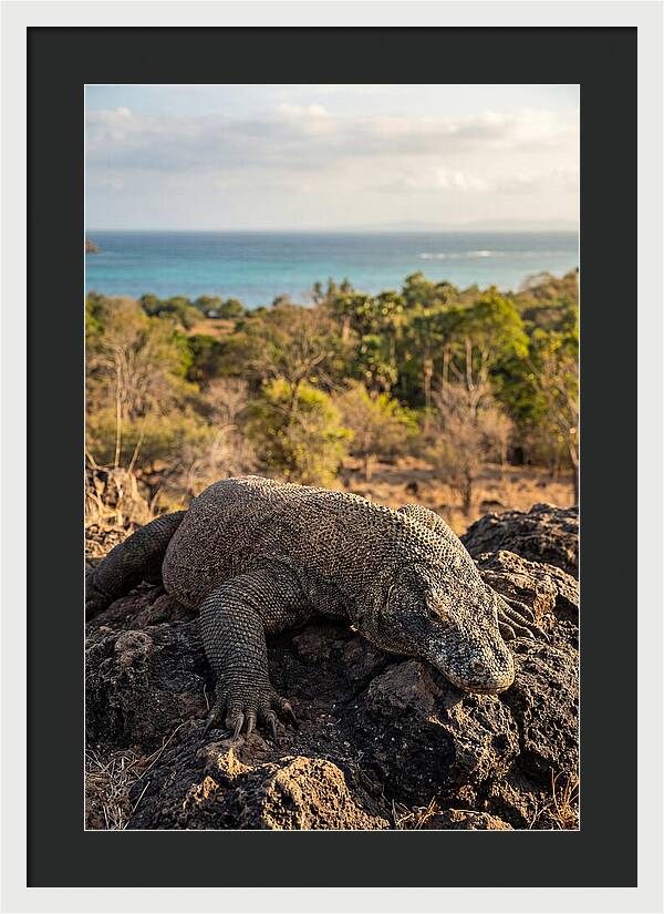 Komodo Dragon Relaxing In Nature