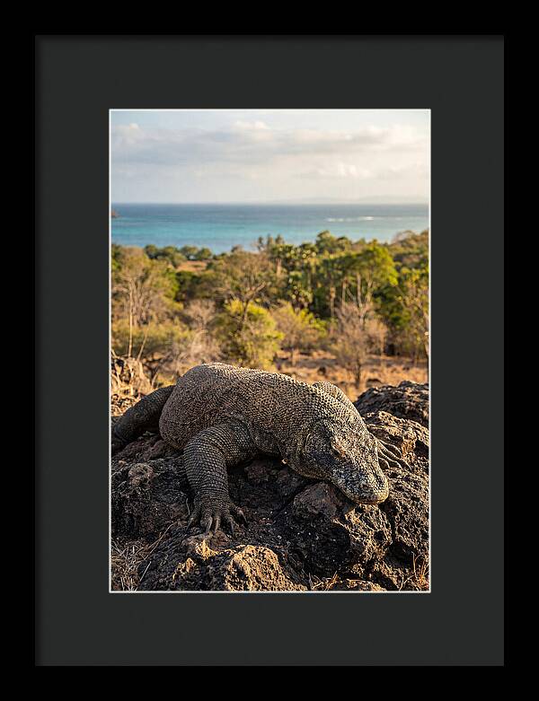 Komodo Dragon Relaxing In Nature