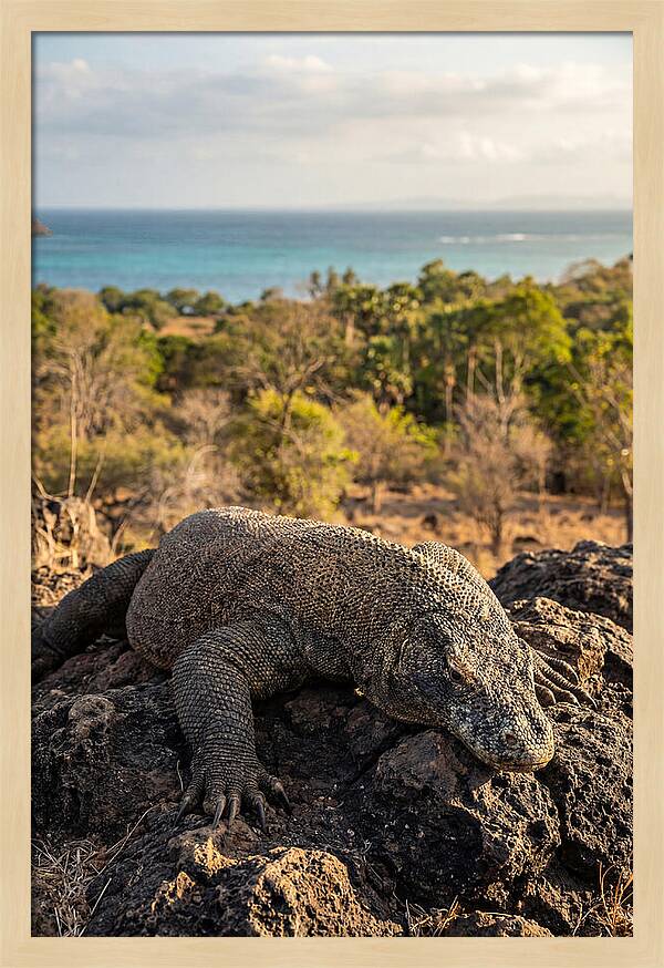 Komodo Dragon Relaxing In Nature