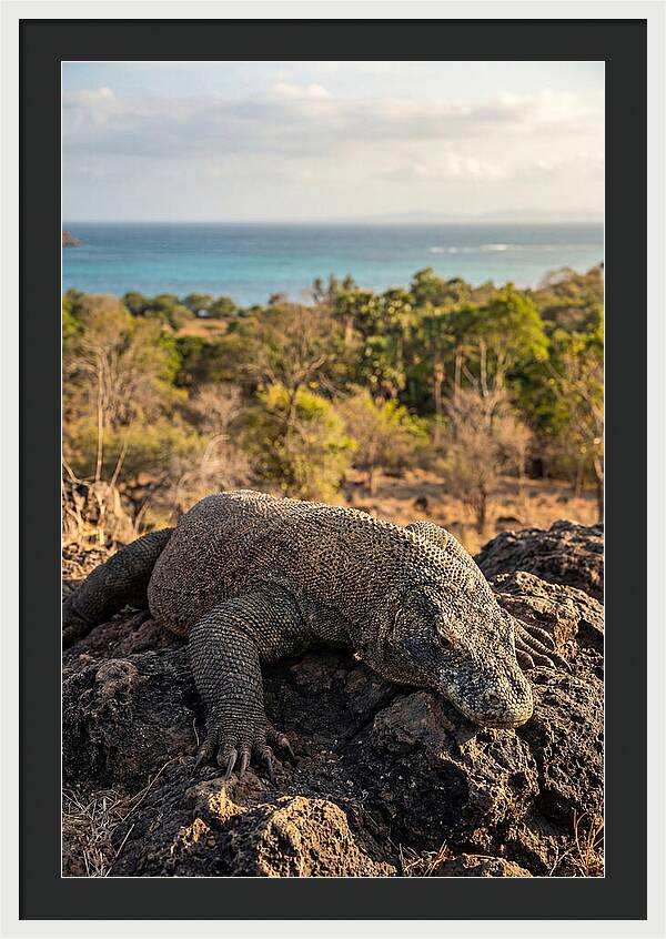 Komodo Dragon Relaxing In Nature