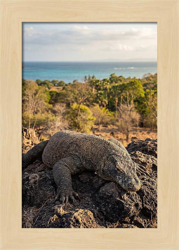 Komodo Dragon Relaxing In Nature