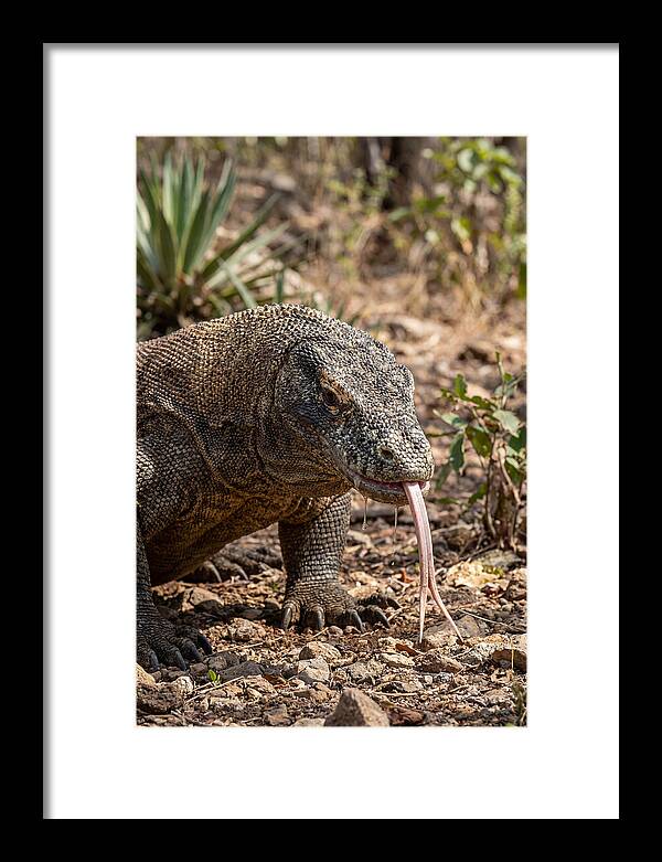 Komodo Dragons Unique Display